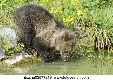 "Young Brown Bear (Ursus arctos), drinking, captive, Switzerland, Europe" View Large Photo Image Stock Photo - "Young Brown Bear (Ursus arctos), drinking, captive, Switzerland, Europe". Fotosearch