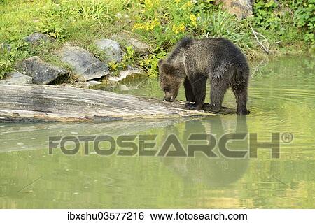 "Young Brown Bear (Ursus arctos) with its reflection in the water, captive, Switzerland, Europe" View Large Photo Image Stock Photograph - "Young Brown Bear (Ursus arctos) with its reflection in the water, captive, Switzerland, Europe". Fotosearch