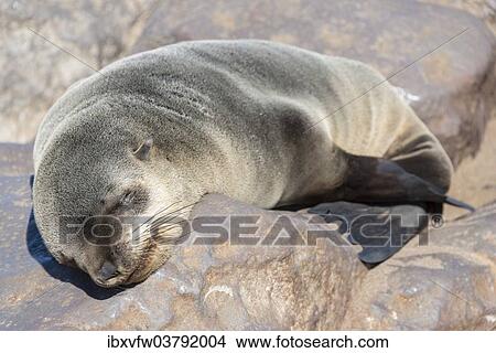 "Young Brown Fur Seal or Cape Fur Seal (Arctocephalus pusillus) sleeping on a rock, Dorob National Park, Cape Cross, Namibia, Africa" View Large Photo Image Picture - "Young Brown Fur Seal or Cape Fur Seal (Arctocephalus pusillus) sleeping on a rock, Dorob National Park, Cape Cross, Namibia, Africa". Fotosearch