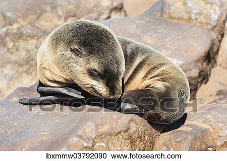 "Young Brown Fur Seal or Cape Fur Seal (Arctocephalus pusillus) sleeping on a rock, Dorob National Park, Cape Cross, Namibia, Africa" View Large Photo Image Stock Image - "Young Brown Fur Seal or Cape Fur Seal (Arctocephalus pusillus) sleeping on a rock, Dorob National Park, Cape Cross, Namibia, Africa". Fotosearch