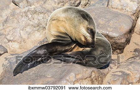 "Young Brown Fur Seal or Cape Fur Seal (Arctocephalus pusillus) sleeping on a rock, Dorob National Park, Cape Cross, Namibia, Africa" View Large Photo Image Stock Image - "Young Brown Fur Seal or Cape Fur Seal (Arctocephalus pusillus) sleeping on a rock, Dorob National Park, Cape Cross, Namibia, Africa". Fotosearch