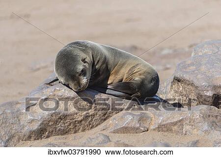 "Young Brown Fur Seal or Cape Fur Seal (Arctocephalus pusillus) sleeping on a rock, Dorob National Park, Cape Cross, Namibia, Africa" View Large Photo Image Stock Image - "Young Brown Fur Seal or Cape Fur Seal (Arctocephalus pusillus) sleeping on a rock, Dorob National Park, Cape Cross, Namibia, Africa". Fotosearch