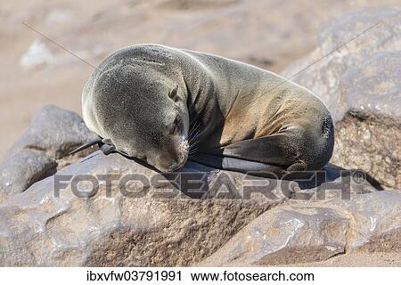 "Young Brown Fur Seal or Cape Fur Seal (Arctocephalus pusillus) sleeping on a rock, Dorob National Park, Cape Cross, Namibia, Africa" View Large Photo Image Stock Image - "Young Brown Fur Seal or Cape Fur Seal (Arctocephalus pusillus) sleeping on a rock, Dorob National Park, Cape Cross, Namibia, Africa". Fotosearch