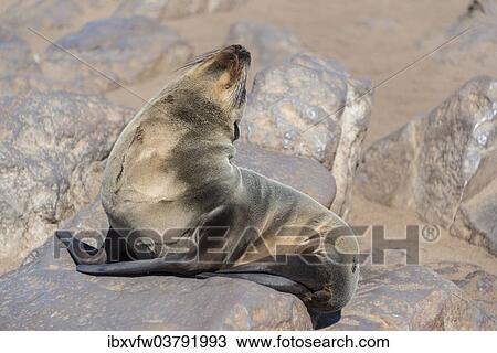 Stock Image - "Young Brown Fur Seal or Cape Fur Seal (Arctocephalus pusillus) sitting on a rock, Dorob National Park, Cape Cross, Namibia, Africa". Fotosearch
