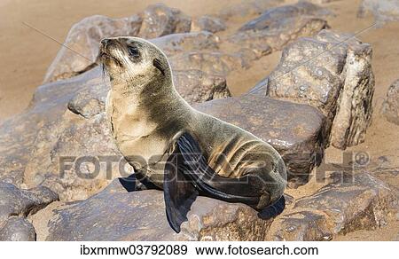 "Young Brown Fur Seal or Cape Fur Seal (Arctocephalus pusillus) on a rock, Dorob National Park, Cape Cross, Namibia, Africa" View Large Photo Image Stock Photo - "Young Brown Fur Seal or Cape Fur Seal (Arctocephalus pusillus) on a rock, Dorob National Park, Cape Cross, Namibia, Africa". Fotosearch