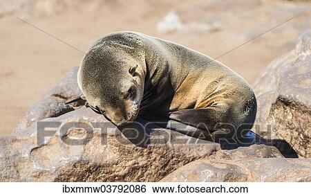 "Young Brown Fur Seal or Cape Fur Seal (Arctocephalus pusillus) sleeping on a rock, Dorob National Park, Cape Cross, Namibia, Africa" View Large Photo Image Stock Photograph - "Young Brown Fur Seal or Cape Fur Seal (Arctocephalus pusillus) sleeping on a rock, Dorob National Park, Cape Cross, Namibia, Africa". Fotosearch