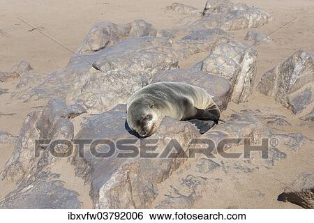 "Young Brown Fur Seal or Cape Fur Seal (Arctocephalus pusillus) sleeping on a rock, Dorob National Park, Cape Cross, Namibia, Africa" View Large Photo Image Stock Photograph - "Young Brown Fur Seal or Cape Fur Seal (Arctocephalus pusillus) sleeping on a rock, Dorob National Park, Cape Cross, Namibia, Africa". Fotosearch
