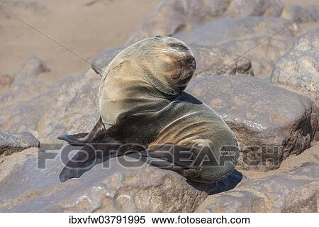 Stock Photography - "Young Brown Fur Seal or Cape Fur Seal (Arctocephalus pusillus) sitting on a rock, Dorob National Park, Cape Cross, Namibia, Africa". Fotosearch