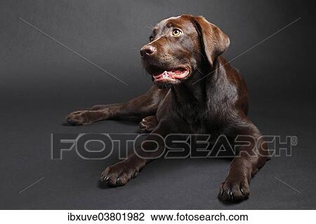 "Young brown Labrador Retriever dog (Canis lupus familiaris), female, five months" View Large Photo Image Stock Image - "Young brown Labrador Retriever dog (Canis lupus familiaris), female, five months". Fotosearch