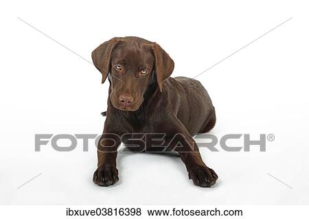 Stock Photo - "Young brown Labrador Retriever dog (Canis lupus familiaris), female, five months". Fotosearch