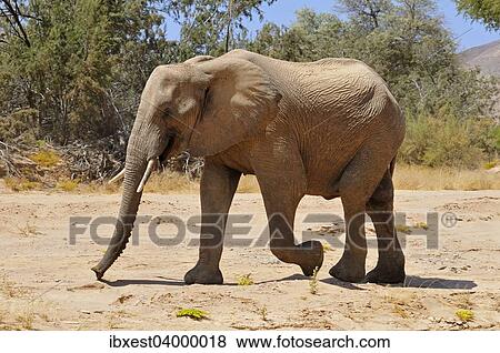 "Young bull of the rare Namibian Desert Elephant (Loxodonta africana), Hoanib River, Namib Desert, Kaokoland, Kaokoveld, Kunene Province, Namibia, Africa" View Large Photo Image Stock Photo - "Young bull of the rare Namibian Desert Elephant (Loxodonta africana), Hoanib River, Namib Desert, Kaokoland, Kaokoveld, Kunene Province, Namibia, Africa". Fotosearch