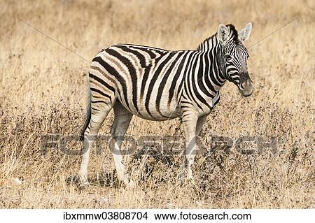 "Young Burchell's Zebra (Equus quagga burchellii), Etosha National Park, Namibia, Africa" View Large Photo Image Picture - "Young Burchell's Zebra (Equus quagga burchellii), Etosha National Park, Namibia, Africa". Fotosearch