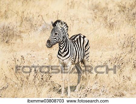 "Young Burchell's Zebra (Equus quagga burchellii) standing in the dry bush, Etosha National Park, Namibia, Africa" View Large Photo Image Stock Image - "Young Burchell's Zebra (Equus quagga burchellii) standing in the dry bush, Etosha National Park, Namibia, Africa". Fotosearch