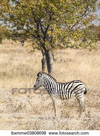 "Young Burchell's Zebra (Equus quagga burchellii) standing in the bush, Etosha National Park, Namibia, Africa" View Large Photo Image Stock Photo - "Young Burchell's Zebra (Equus quagga burchellii) standing in the bush, Etosha National Park, Namibia, Africa". Fotosearch