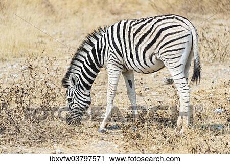 "Young Burchell's Zebra (Equus burchellii), Etosha National Park, Namibia, Africa" View Large Photo Image Stock Image - "Young Burchell's Zebra (Equus burchellii), Etosha National Park, Namibia, Africa". Fotosearch
