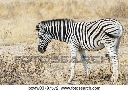 "Young Burchell's Zebra (Equus burchellii), Etosha National Park, Namibia, Africa" View Large Photo Image Stock Image - "Young Burchell's Zebra (Equus burchellii), Etosha National Park, Namibia, Africa". Fotosearch