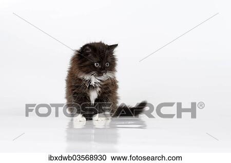"Young cat, kitten, 2 months" View Large Photo Image Stock Image - "Young cat, kitten, 2 months". Fotosearch