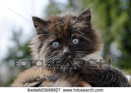 Stock Photo - "Young cat, kitten, 2 months". Fotosearch