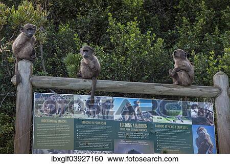 Stock Image - "Young Chacma Baboons (Papio ursinus) on information sign on proper behaviour, Clarence Drive, Gordon's Bay, Western Cape, South Africa, Africa". Fotosearch