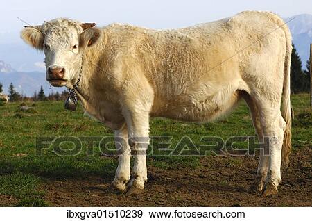 "Young Charolais fattened-cow, France, Europe" View Large Photo Image Stock Photo - "Young Charolais fattened-cow, France, Europe". Fotosearch