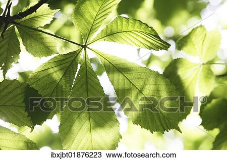 Young chestnut leaves against the light View Large Photo Image Stock Image - Young chestnut leaves against the light. Fotosearch
