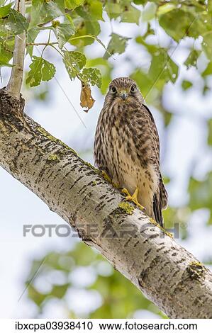 "Young Common Kestrel (Falco tinnunculus) perched on a tree branch, Seewinkel, Burgenland, Austria, Europe" View Large Photo Image Stock Image - "Young Common Kestrel (Falco tinnunculus) perched on a tree branch, Seewinkel, Burgenland, Austria, Europe". Fotosearch