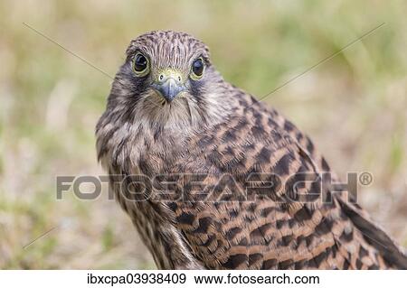 Stock Photo - "Young Common Kestrel (Falco tinnunculus) perched on the ground, Seewinkel, Burgenland, Austria, Europe". Fotosearch