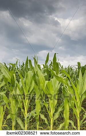 "Young corn in a field (Zea mays subsp. mays) under cloudy skies, Baden-Wuerttemberg, Germany, Europe" View Large Photo Image Stock Image - "Young corn in a field (Zea mays subsp. mays) under cloudy skies, Baden-Wuerttemberg, Germany, Europe". Fotosearch