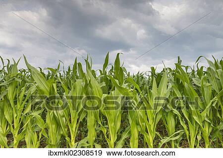 "Young corn in a field (Zea mays subsp. mays) under cloudy skies, Baden-Wuerttemberg, Germany, Europe" View Large Photo Image Stock Photo - "Young corn in a field (Zea mays subsp. mays) under cloudy skies, Baden-Wuerttemberg, Germany, Europe". Fotosearch