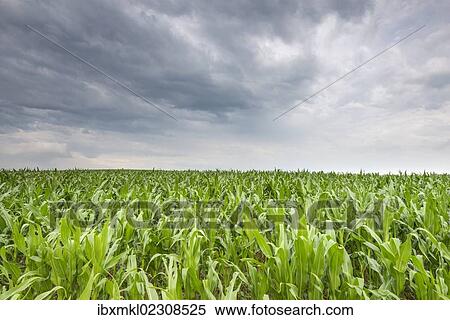 "Young corn in a field (Zea mays subsp. mays) under cloudy skies, Baden-Wuerttemberg, Germany, Europe" View Large Photo Image Stock Photography - "Young corn in a field (Zea mays subsp. mays) under cloudy skies, Baden-Wuerttemberg, Germany, Europe". Fotosearch