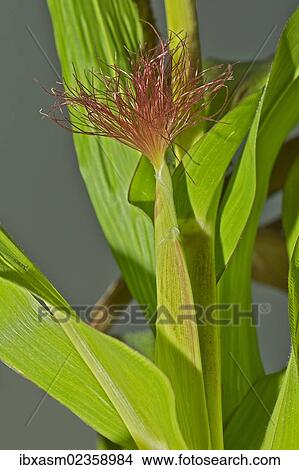 Young corncob View Large Photo Image Picture - Young corncob. Fotosearch