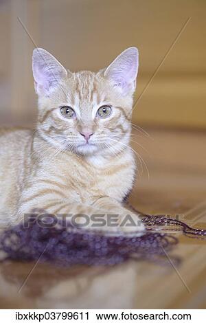 Young Domestic Cat (Felis silvestris catus) playing with wool View Large Photo Image Stock Image - Young Domestic Cat (Felis silvestris catus) playing with wool. Fotosearch