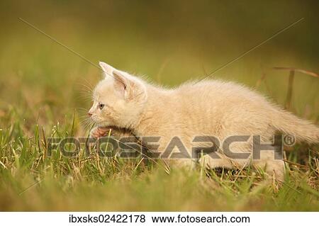 "Young domestic cat, kitten, 6 weeks, light red mackeral, sneaking through a meadow" View Large Photo Image Stock Photo - "Young domestic cat, kitten, 6 weeks, light red mackeral, sneaking through a meadow". Fotosearch