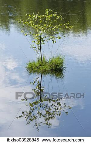 "Young Downy Birch (Betula pubescens) and Purple Moor Grass (Molinia caerulea), Goldenstedter Moor Nature Reserve, Lower Saxony, Germany, Europe" View Large Photo Image Stock Photography - "Young Downy Birch (Betula pubescens) and Purple Moor Grass (Molinia caerulea), Goldenstedter Moor Nature Reserve, Lower Saxony, Germany, Europe". Fotosearch