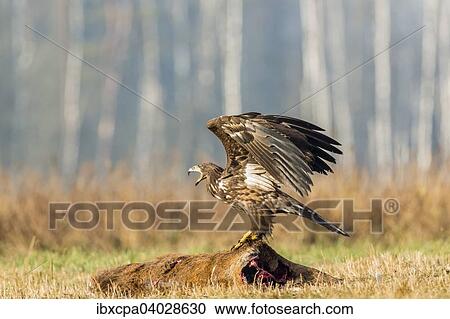 Stock Image - "Young Eagle (Haliaeetus albicilla), on dead deer, Masuria, Poland, Europe". Fotosearch
