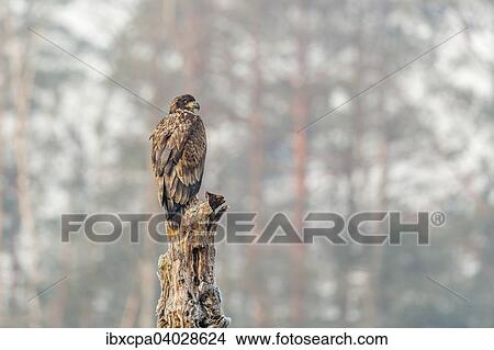 Picture - "Young Eagle (Haliaeetus albicilla), sitting on tree, Masuria, Poland, Europe". Fotosearch