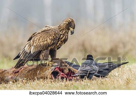 "Young Eagle (Haliaeetus albicilla), with ravens (Corvus corax) on dead deer, Masuria, Poland, Europe" View Large Photo Image Picture - "Young Eagle (Haliaeetus albicilla), with ravens (Corvus corax) on dead deer, Masuria, Poland, Europe". Fotosearch