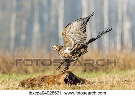 "Young Eagle (Haliaeetus albicilla), landing on dead deer, Masuria, Poland, Europe" View Large Photo Image Stock Image - "Young Eagle (Haliaeetus albicilla), landing on dead deer, Masuria, Poland, Europe". Fotosearch