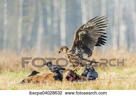 "Young Eagle (Haliaeetus albicilla), with ravens (Corvus corax) on dead deer, Masuria, Poland, Europe" View Large Photo Image Stock Image - "Young Eagle (Haliaeetus albicilla), with ravens (Corvus corax) on dead deer, Masuria, Poland, Europe". Fotosearch