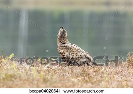 "Young Eagle (Haliaeetus albicilla), Masuria, Poland, Europe" View Large Photo Image Stock Image - "Young Eagle (Haliaeetus albicilla), Masuria, Poland, Europe". Fotosearch