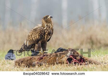 Stock Image - "Young Eagle (Haliaeetus albicilla), with ravens (Corvus corax) on dead deer, Masuria, Poland, Europe". Fotosearch