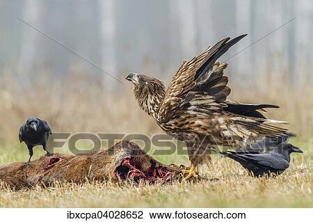 "Young Eagle (Haliaeetus albicilla), with ravens (Corvus corax) on dead deer, Masuria, Poland, Europe" View Large Photo Image Stock Image - "Young Eagle (Haliaeetus albicilla), with ravens (Corvus corax) on dead deer, Masuria, Poland, Europe". Fotosearch