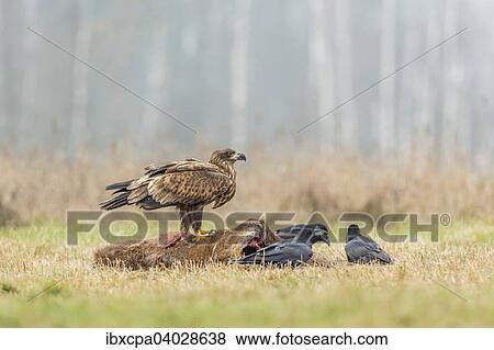 "Young Eagle (Haliaeetus albicilla), with ravens (Corvus corax) on dead deer sitting, Masuria, Poland, Europe" View Large Photo Image Stock Photo - "Young Eagle (Haliaeetus albicilla), with ravens (Corvus corax) on dead deer sitting, Masuria, Poland, Europe". Fotosearch