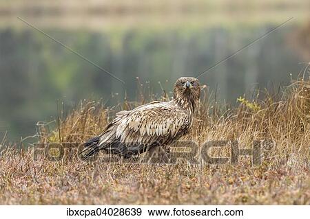 "Young Eagle (Haliaeetus albicilla), Masuria, Poland, Europe" View Large Photo Image Stock Photo - "Young Eagle (Haliaeetus albicilla), Masuria, Poland, Europe". Fotosearch