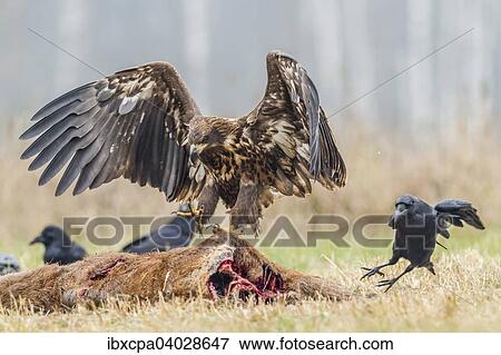 "Young Eagle (Haliaeetus albicilla), landing on dead deer, ravens (Corvus corax), Masuria, Poland, Europe" View Large Photo Image Stock Photo - "Young Eagle (Haliaeetus albicilla), landing on dead deer, ravens (Corvus corax), Masuria, Poland, Europe". Fotosearch