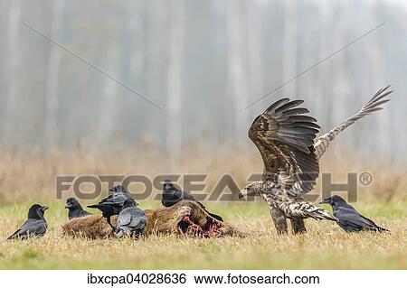 "Young Eagle (Haliaeetus albicilla), with ravens (Corvus corax) on dead deer, Masuria, Poland, Europe" View Large Photo Image Stock Photograph - "Young Eagle (Haliaeetus albicilla), with ravens (Corvus corax) on dead deer, Masuria, Poland, Europe". Fotosearch
