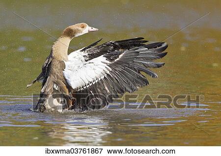 Stock Photo - "Young Egyptian Goose (Alopochen aegyptiacus) beating its wings, North Hesse, Hesse, Germany, Europe". Fotosearch