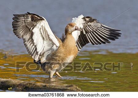 "Young Egyptian Goose (Alopochen aegyptiacus) beating its wings, North Hesse, Hesse, Germany, Europe" View Large Photo Image Stock Photo - "Young Egyptian Goose (Alopochen aegyptiacus) beating its wings, North Hesse, Hesse, Germany, Europe". Fotosearch