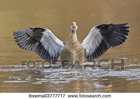 "Young Egyptian Goose (Alopochen aegyptiacus) with outstretched wings, Hesse, Germany, Europe" View Large Photo Image Stock Photo - "Young Egyptian Goose (Alopochen aegyptiacus) with outstretched wings, Hesse, Germany, Europe". Fotosearch