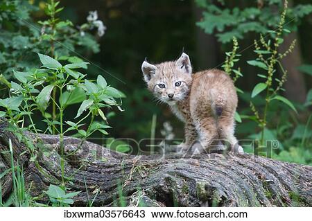 "Young Eurasian Lynx (Lynx lynx) standing on a tree trunk, captive, Germany, Europe" View Large Photo Image Stock Image - "Young Eurasian Lynx (Lynx lynx) standing on a tree trunk, captive, Germany, Europe". Fotosearch